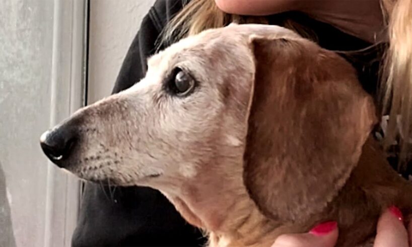 This Elderly Dog's Reaction to Being Adopted Will Melt Your Soul