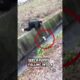 This brave girl rescued a helpless puppy that had fallen into a drain #rescue #puppy