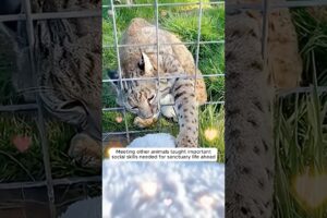 This farmer found a baby bobcat on his farm