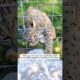 This farmer found a baby bobcat on his farm