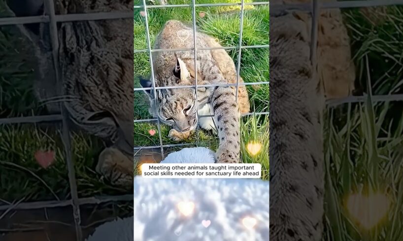 This farmer found a baby bobcat on his farm