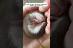 This girl rescued a baby stoat that was being bullied by her dog and then