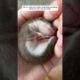 This girl rescued a baby stoat that was being bullied by her dog and then