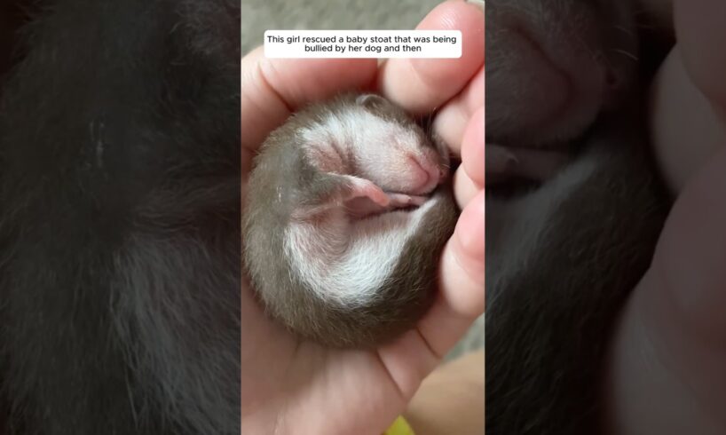 This girl rescued a baby stoat that was being bullied by her dog and then