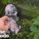 Tiniest Shivering Puppy Rescued From The Freezing Cold | The Dodo