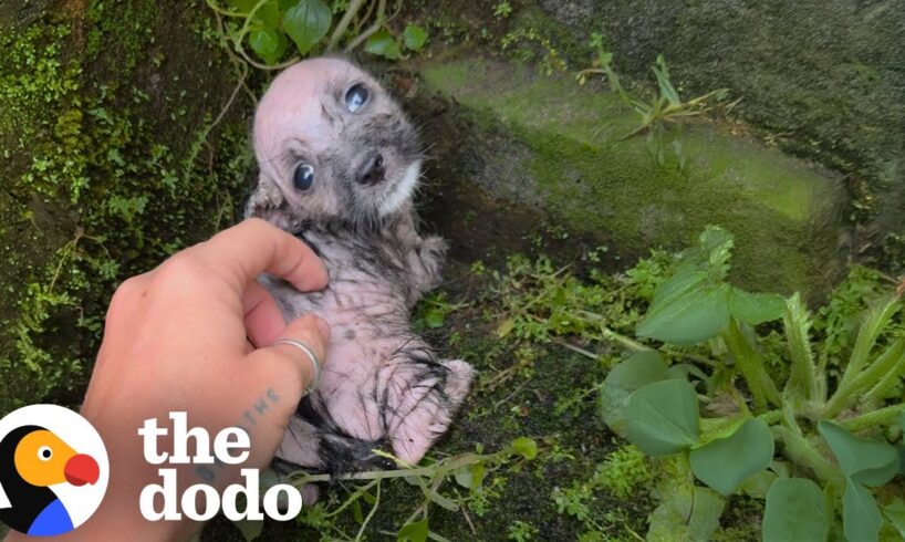 Tiniest Shivering Puppy Rescued From The Freezing Cold | The Dodo