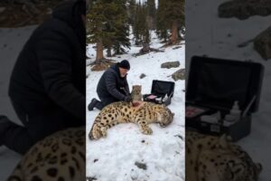 Tiny Snow Leopard Cub Saves His Wounded Mother with Old Man's Help! #leopard #rescue #humanity