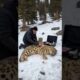 Tiny Snow Leopard Cub Saves His Wounded Mother with Old Man's Help! #leopard #rescue #humanity