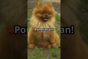 “Top 10 Cutest Puppies That Will Melt Your Heart!” #viralvideo #dog #puppy