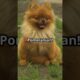 “Top 10 Cutest Puppies That Will Melt Your Heart!” #viralvideo #dog #puppy
