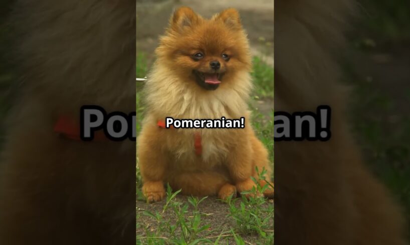 “Top 10 Cutest Puppies That Will Melt Your Heart!” #viralvideo #dog #puppy