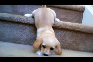 Top FUNNY PUPPIES Caught Being Absolutely Ridiculous 🤣 Funniest Animal Videos