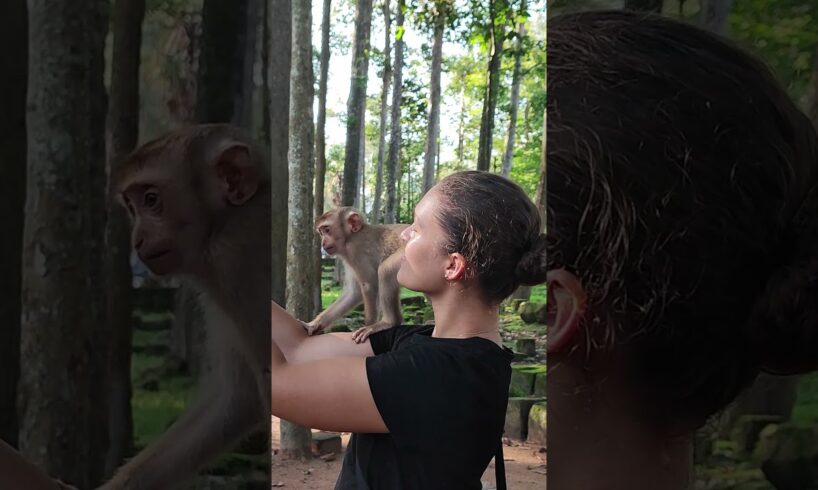 USA Girl play with monkey very happy #shorts #monkeysr #babyanimal #animals #cute #monkeys #viral