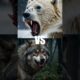 “Ultimate Animal Battles 🔥 | Who Wins These Epic Wild Showdowns?” #animals #tiger #animalbattle