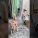 Very Funny Tiny Kittens Playing Happily #adoreble #cute #animals #adorably #vivia #viral #shorts