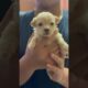 Very cute puppies #puppies #puppy #poodle #poodlepuppies #dogs #doggielife #dog #doglover #doglife