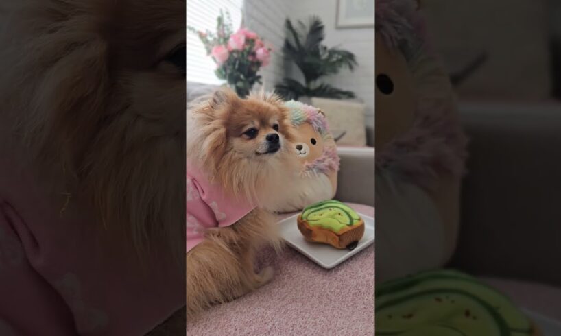 WOULD U be friends with these cute puppies?🥺🐶❤️🐾 #pomeranian #dog #shorts