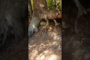 Walking tree caught moving😳 #shorts
