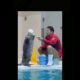 Watch so attractive playing of cute sea otter #viralvideo #animals #seaotter #shorts #cute