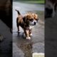 We Found the Cutest Puppies Seeking Homes