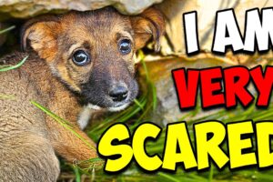 We Rescued a Scared Puppy