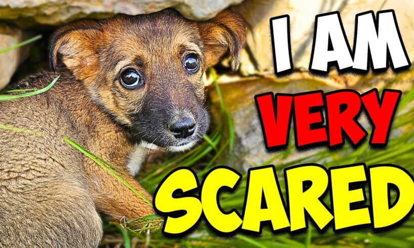 We Rescued a Scared Puppy