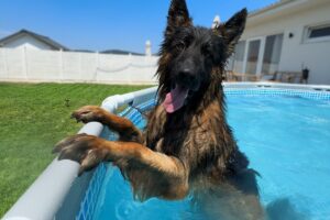 We Surprised Our Dogs With A New Pool And It Got Out Of Control!