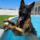 We Surprised Our Dogs With A New Pool And It Got Out Of Control!