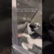 We post videos like this—works like magic! . #dog #rescue #dogrescue #pets #puppy #rescueefforts