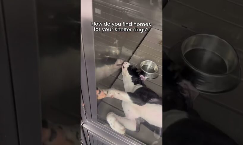 We post videos like this—works like magic! . #dog #rescue #dogrescue #pets #puppy #rescueefforts