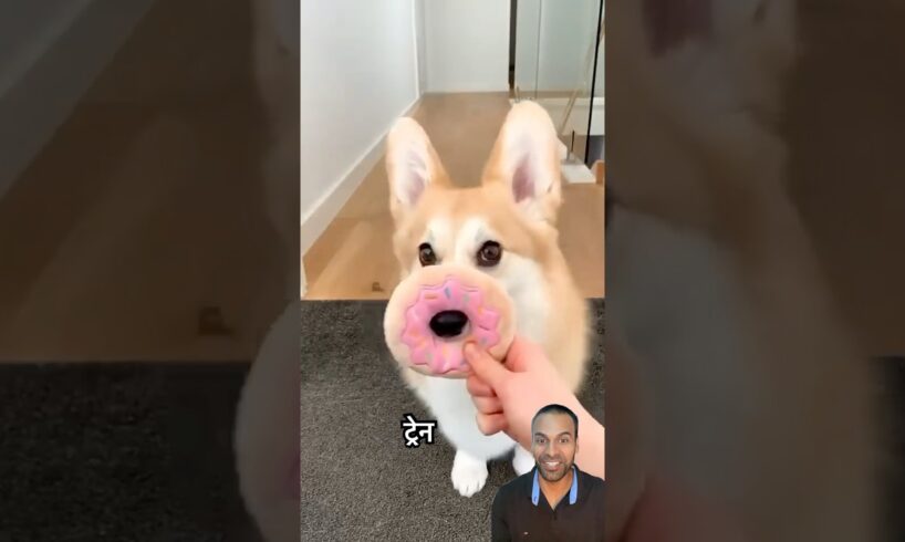 Well, trained, cute brown dog 🐶 #pets #trending #cute #viral