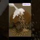 What Happens Next Will Break Your Heart #seahelpmission #shorts #ytshorts #turtle #barnacleremoval