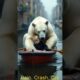 White polar bear rescue , animal rescue,#animalrescue #cutebabyanimals