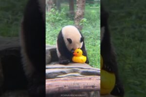 Why Pandas Are Lazy And So Cute 🥰