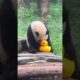 Why Pandas Are Lazy And So Cute 🥰