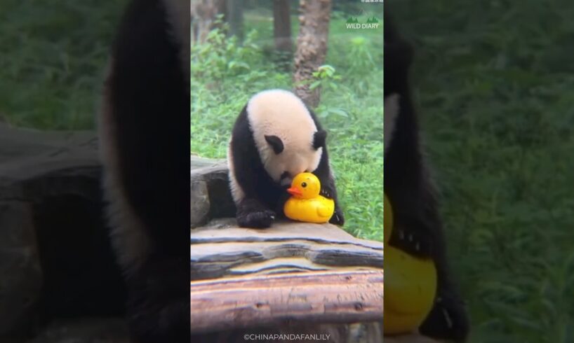 Why Pandas Are Lazy And So Cute 🥰