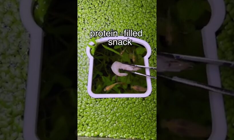 Why do Guppies Eat their OWN Babies? 👶