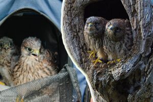 Wild Kestrels Adopt 2 Rescue Chicks | Rescued & Returned to the Wild | Robert E Fuller