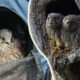Wild Kestrels Adopt 2 Rescue Chicks | Rescued & Returned to the Wild | Robert E Fuller