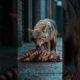 Wildest Animal Showdowns Ever Seen!