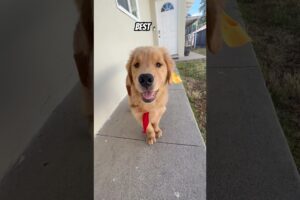 You've got me #puppyvideos #shorts #cutest #puppies #cute #puppy