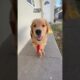 You've got me #puppyvideos #shorts #cutest #puppies #cute #puppy
