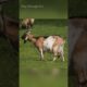 a goat is playing and stuck in wood#goat #wood #animals #animallife #shorts