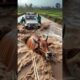 baby cow saved their mother with help of rescue team #humanity #cow #animals #cartoon #pets