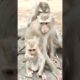 baby monkey playing so funny  #shorts #babyanimal #cute #animals #monkeys #funny #baby #funnymonkey