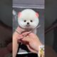 best puppies so cute| the doggy life| new video| funny video| puppies life