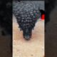 #birds #naturesvoice #animals #peacock #wildanimals #wildlife #danceperformance #love #trending