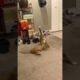 cat playing #animals #fyp #viral #cat #shorts