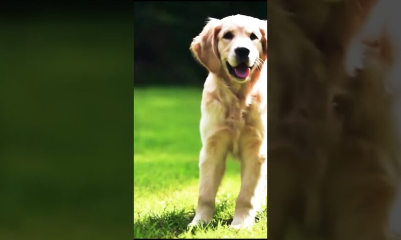 cute dog playing|animal| #animals #funny #edit #cute #shortsfeed #short #soundpages #goldenretriever