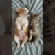 cute kitten and puppy